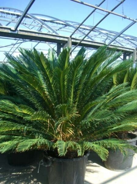 Cycas revoluta (Japanischer Sagopalmfarn) Solitär, 125–150 cm, im Topf C50 mit dichtem, fächerförmigem Blattkranz.