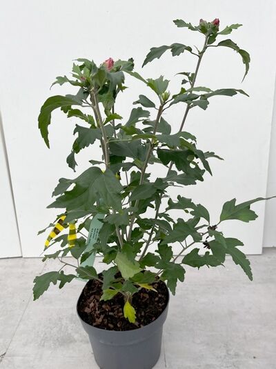 Garten-Eibisch (Hibiscus syriacus) 'Pinky Spot' im Topf, 40–60 cm, C3, grünes Laub mit rosafarbenen Knospen.