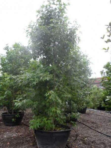 Amberbaum 'Worplesdon' / Liquidambar styraciflua 'Worplesdon'