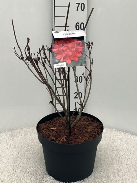 Azalea luteum 'Satan' (Knap-Hill) / Laubabwerfende Azalee 'Satan' 40-50 cm C7, mehrtriebiger Strauch im Topf mit Etikett