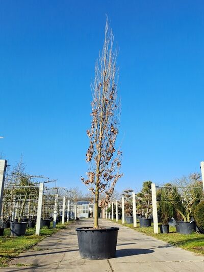 Säulen-Eiche / Pyramiden-Eiche 550 - 600 cm / Quercus robur 'Fastigiata' (874411)
