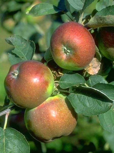 Winterrambur / Rheinischer Winterrambur / Jägerapfel / Malus domestica 'Winterrambur'