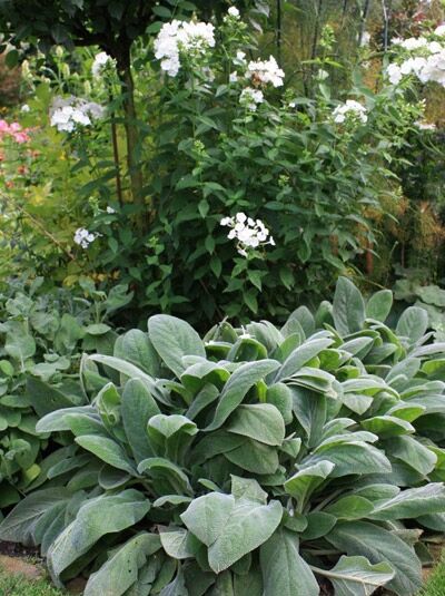 Teppich-Wollziest / Eselsohr 'Big Ears' / Teppich-Wollziest / Eselsohr 'Big Ears'