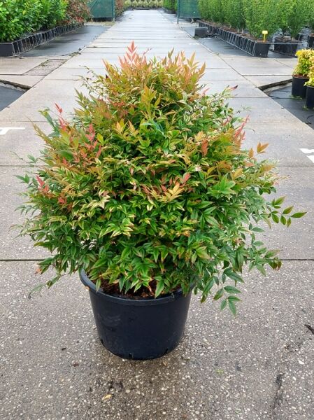 Himmelsbambus Gulf Stream (Nandina domestica 'Gulf Stream') im Topf, 50–60 cm, mit grünem Laub und rötlichem Austrieb.