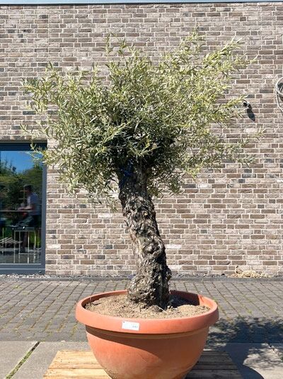 Olivenbaum / Echter Ölbaum 80 cm Stämmchen / Olea europaea (876225)