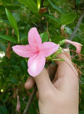 Laubabwerfende Azalee 'Jolie Madame' - Azalea luteum 'Jolie Madame'  (Knap-Hill)