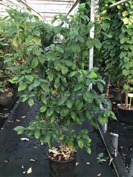 Amerikanischer Blumen-Hartriegel Cornus florida 'Cherokee Chief' 100-125 cm C20 im Pflanzcontainer, grünes Laub, aufrechter Wuchs.