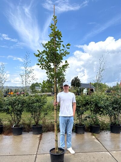 Crataegus lavallei 'Carrierei' (Weißdorn/Apfeldorn) Hochstamm im Container, Stamm mit aufrechtem Kronenaufbau.