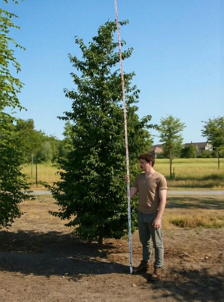 Cornus mas (Kornelkirsche) Solitär 350–400 cm mit Db., mehrstämmiger Strauch mit dichtem grünen Laub im Freiland.