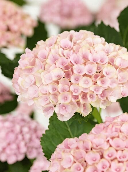 Bauern-Hortensie Hydrangea macrophylla 'Magical Revelotion'® rosa mit runder, rosafarbener Blütenkugel und grünen Blättern.