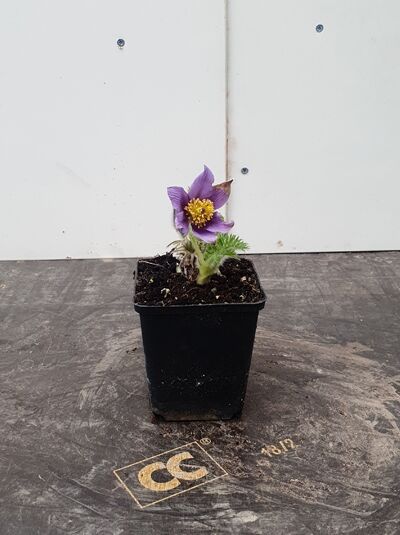 Pulsatilla vulgaris (Kuhschelle) P9 im Topf, violette Blüte mit gelbem Zentrum und fein behaarten, gefiederten Blättern