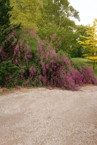 Thunbergs Buschklee / Thunbergs Buschklee