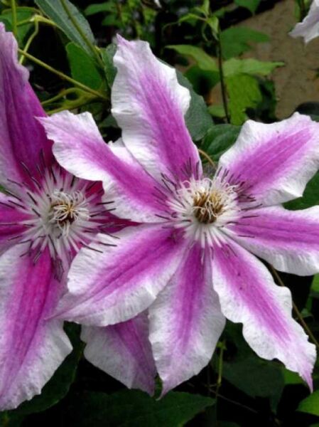 Waldrebe 'Carnaby' / Clematis 'Carnaby'