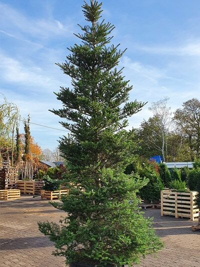 Korea-Tanne / Abies koreana