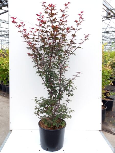 Fächer-Ahorn Acer palmatum 'Twombly`s Red Sentinel' 175-200 cm C20, schlanker Ahorn im schwarzen Topf mit rotem Laub