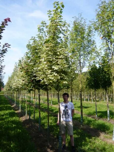 Spitz-Ahorn 'Drummondii' (Acer platanoides 'Drummondii') Hochstamm 18-20 StU mit weiß-grün panaschierten Blättern.