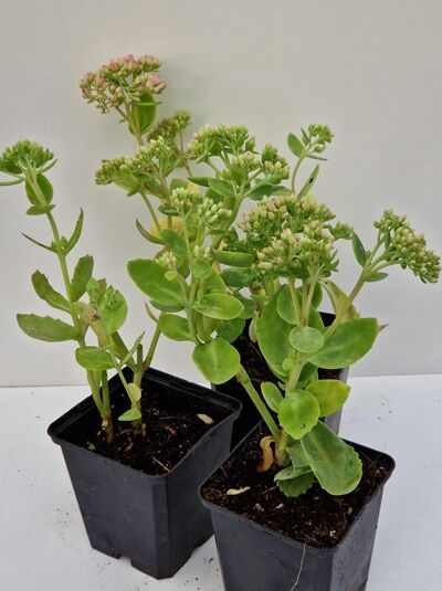 Sedum telephium 'Herbstfreude' / Großes Fettblatt 'Herbstfreude' P9, grüne sukkulente Triebe im Topf mit Knospenständen