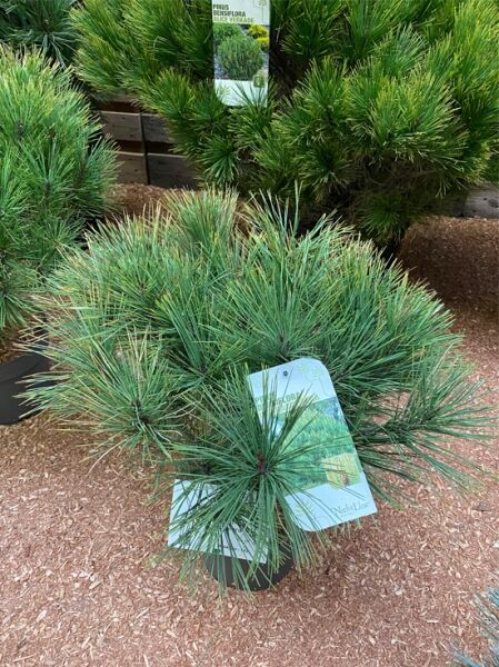 Pinus densiflora 'Umbraculifera' / Japanische Schirm-Rotkiefer als kompakter Nadelbaum im schwarzen Topf, dicht verzweigt.