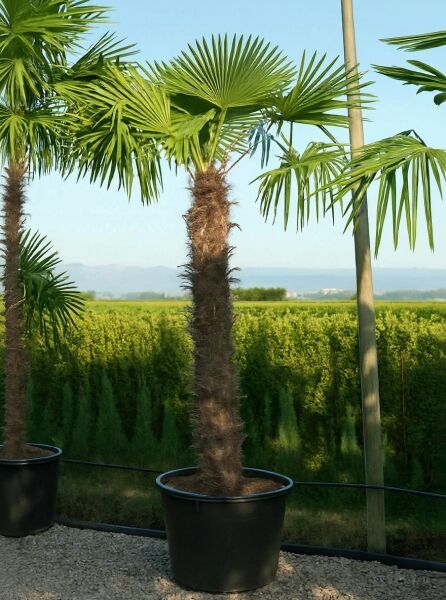 Trachycarpus fortunei / Chinesische Hanfpalme 225 cm Stamm C250 im Pflanzcontainer, fächerförmige grüne Wedel, Stammfaserung sichtbar