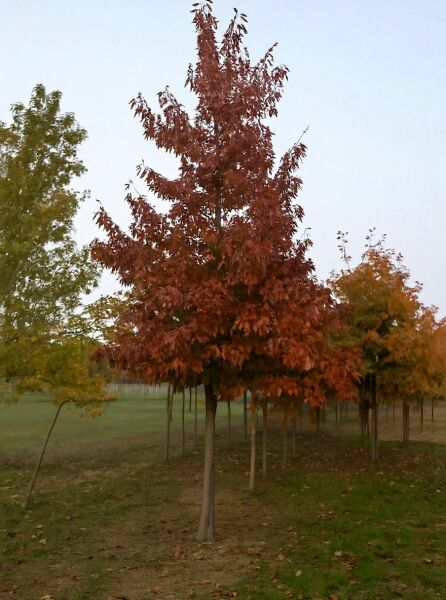 Quercus palustris (Sumpf-Eiche) Hochstamm 35-40 StU mit Drahtballen, Baum mit aufrechter Krone und rotbraunem Laub.