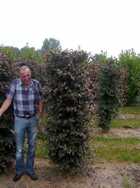 Fagus sylvatica 'Purpurea' (Blutbuche) Fertighecke 200 x 50 x 50 cm, dichtes dunkelrotes Laub, Drahtballierung sichtbar.