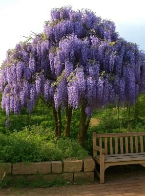 Blauregen / Wisteria gnstig in Top-Baumschulqualitt kaufen