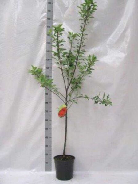 Apfel Malus domestica 'James Grieve', 60 cm Stamm, Jungbaum im Topf C7 mit grünem Laub, Gesamthöhe 120–140 cm.