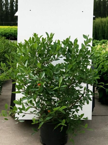 Aronia prunifolia 'Nero', Schwarzfruchtige Apfelbeere 'Nero', buschiger Strauch im Container, 100-125 cm, C20