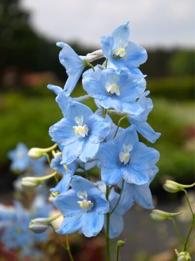 Verzweigter Garten-Rittersporn 'Ballkleid' - Delphinium belladonna 'Ballkleid'