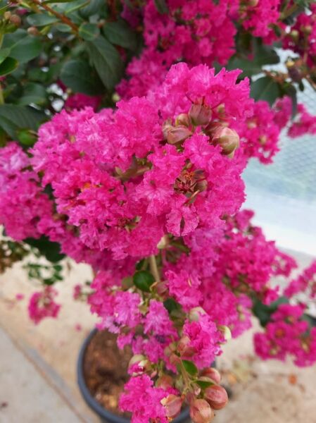 Indische Lagerströmie 'Fuchsia d'été' / Lagerstroemia indica 'Fuchsia d'été' ®