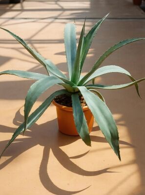 Faden-Agave - Agave filifera - Baumschule NewGarden