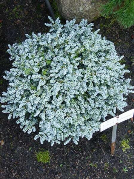 Abies koreana 'Kohouts Icebreaker' / Eissilberne Zwerglockentanne