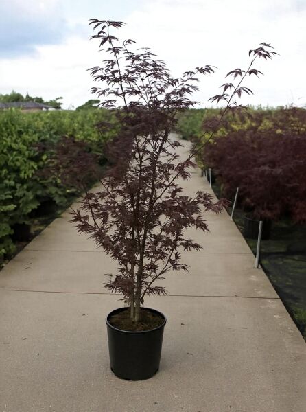 Acer palmatum 'Bloodgood' (Japanischer Blut-Ahorn), rotlaubiger Fächerahorn im schwarzen C20-Topf, 150–175 cm hoch.