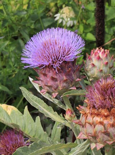 Cynara cardunculus 'Cardy' / Zier-Artischocke