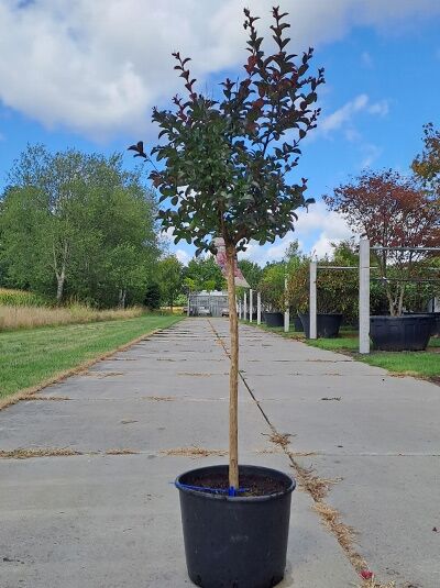 Lagerstroemia indica 'Berry Dazzle'® (Flieder des Südens / Chinesische Kräuselmyrte), 80 cm Stamm, im Container C20 mit Krone