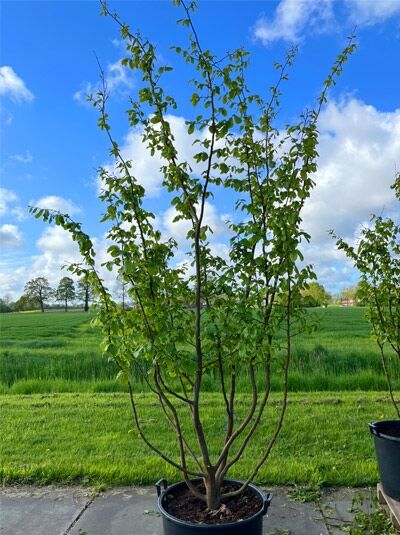 Eisenholzbaum / Parrotie 275-300 cm mehrstämmig / Parrotia persica mehrstämmig (876259)