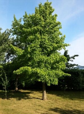 olivenbaum künstlich ikea Künstlicher Olivenbaum 180cm schnell günstig online kaufen main image 1