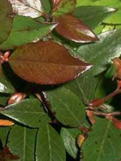 Immergrüne Traubenheide / Leucothoe walteri
