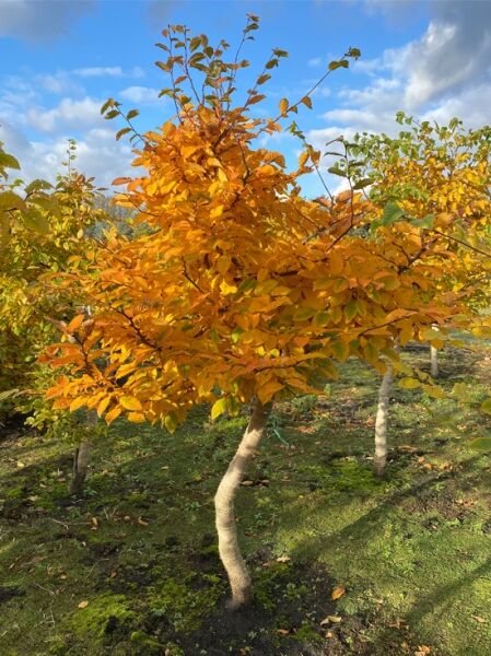 Hainbuche / Charakterbaum / Savannenbaum Carpinus betulus