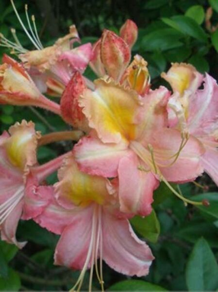 Azalea luteum 'Bouquet de Flore' (Knap-Hill) / Laubabwerfende Azalee 'Bouquet de Flore'