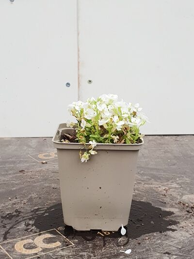 Garten-Gänsekresse Arabis caucasica 'Snowcab' P9 im Topf mit weißen Blüten und grünem Laub