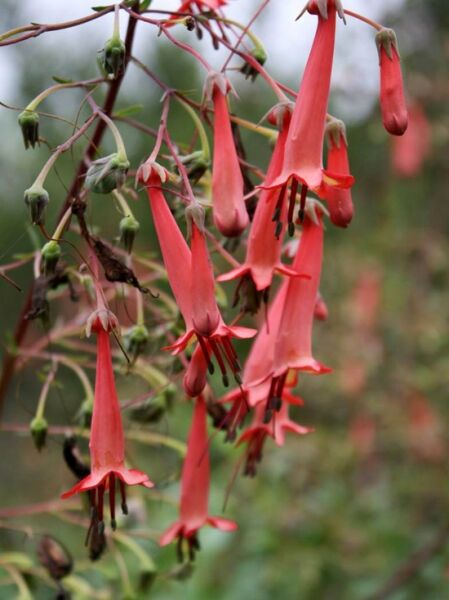 Kapfuchsie  / Phygelius capensis