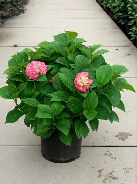 Bauern-Hortensie Hydrangea macrophylla 'Red Baron', 60–80 cm, C20, im Topf mit grünem Laub und rosa Blütenbällen.