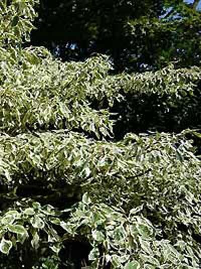knstlicher weihnachtsbaum 2 40 m Weihnachtsbaum Livgrn - 100 % Spritzguss-PE