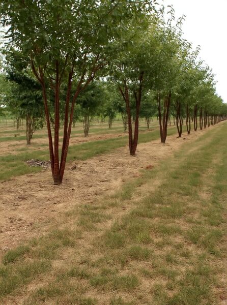 Prunus serrula 'Branklyn' / Zierkirsche 'Branklyn' Schirmform mit mehrstämmigem Stamm und grüner Krone im Baumschulquartier.