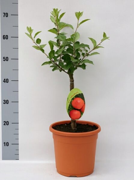 Malus domestica 'Cox Orange' (Apfel Cox Orange) Hochstamm 40 cm im Topf, ca. 80–100 cm Gesamthöhe, C5
