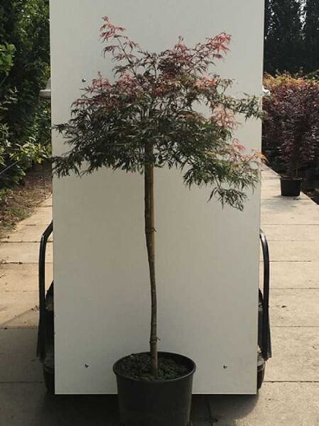Fächer-Ahorn 'Crimson Princess' / Schlitz-Ahorn / Acer palmatum 'Crimson Princess' auf Stamm