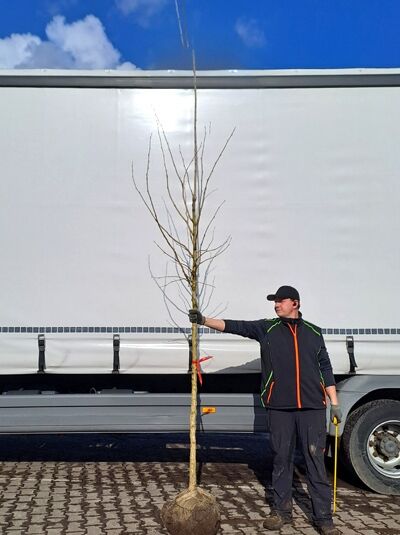 Corylus colurna (Baum-Hasel/Türkische Hasel) Hochstamm 10-12 StU, mit Drahtballen, laubloser Baum mit Stamm und Krone