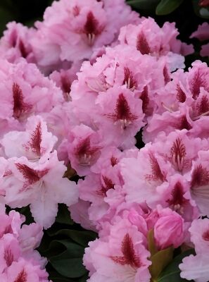 Rhododendron 'Le Progrs' - Rhododendron Hybride 'Le Progrs' - Baumschule  NewGarden