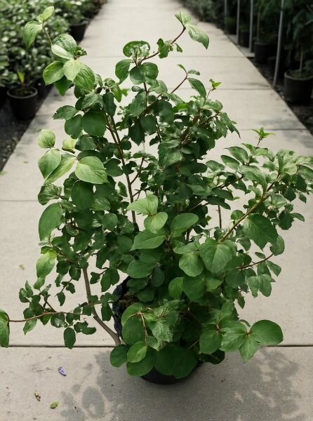 Viburnum carlesii 'Diana' / Schneeball 'Diana', 125-150 cm, C20, buschiger Strauch im Topf mit grünem Laub